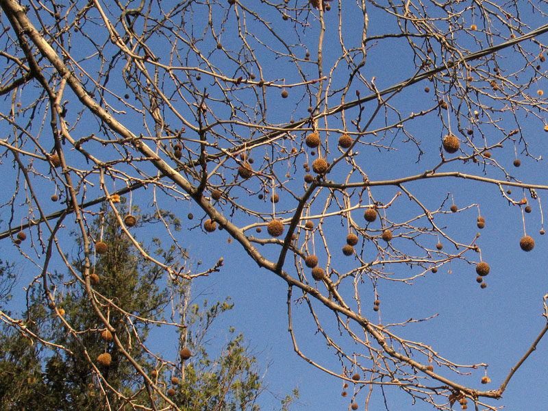IL PLATANO DI COLLEBEATO (BS)